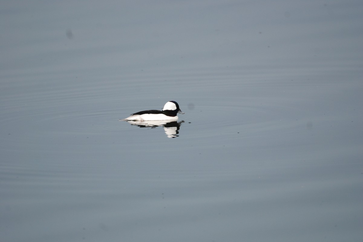 Bufflehead - ML647314142