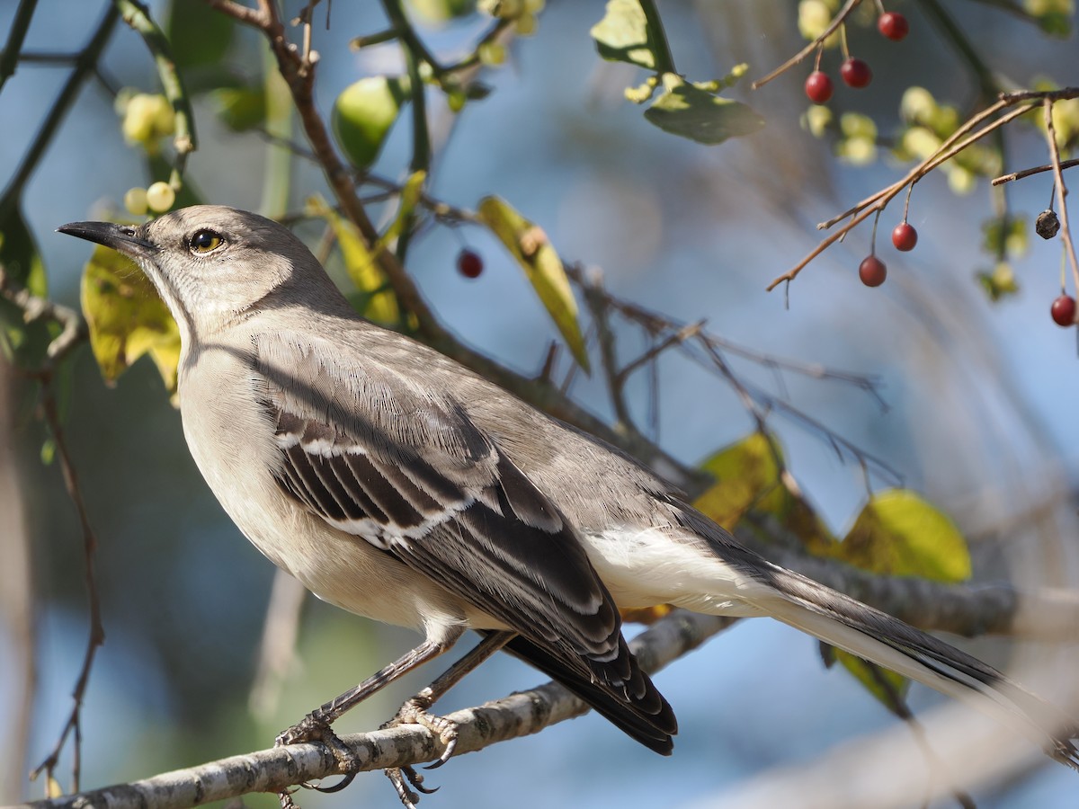 Пересмішник багатоголосий - ML647314151