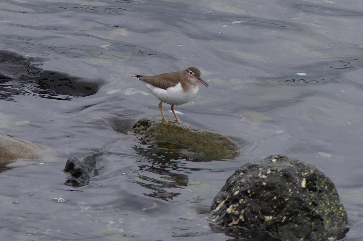 Spotted Sandpiper - ML647314156