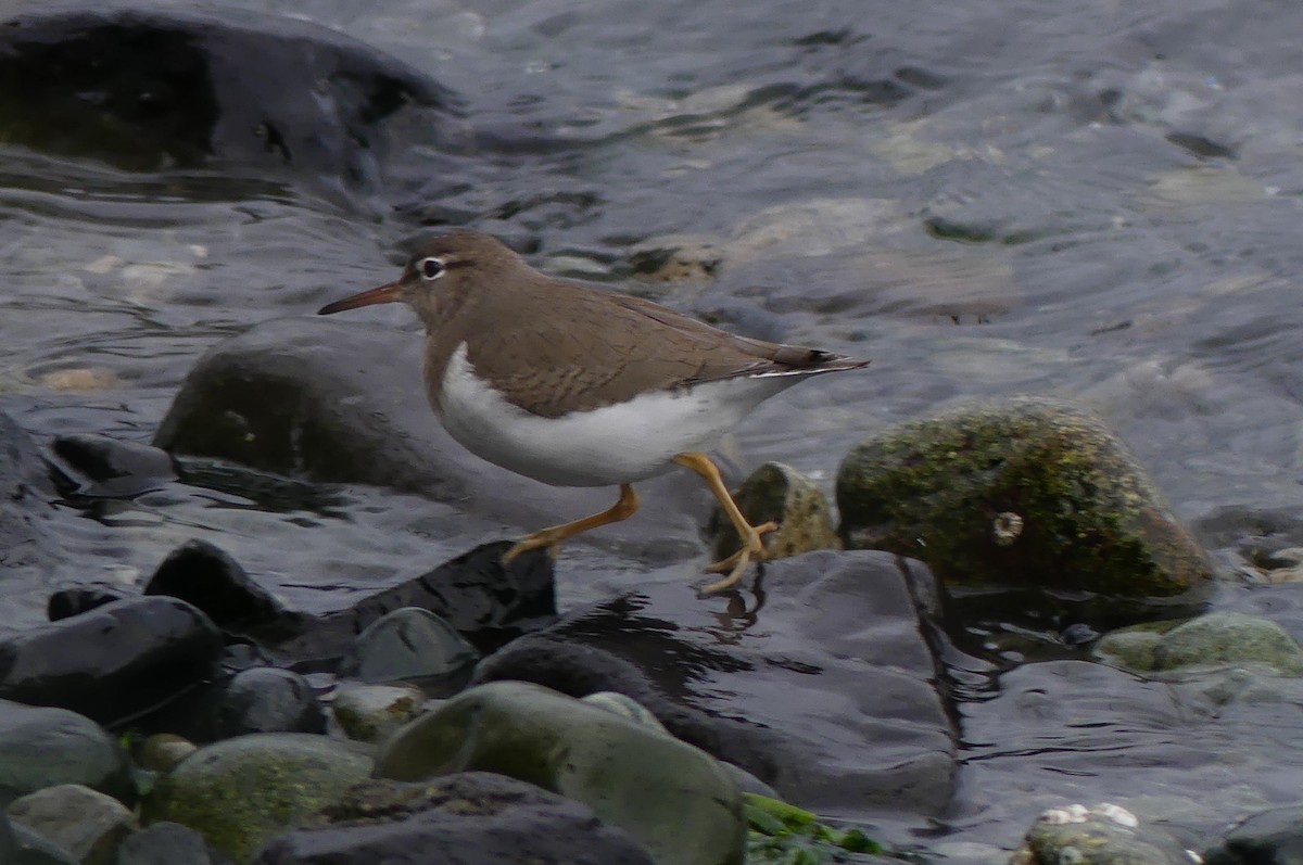 Spotted Sandpiper - ML647314157