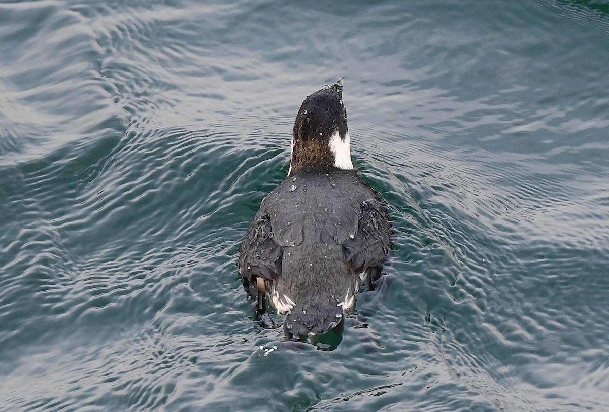 Ancient Murrelet - ML647314158