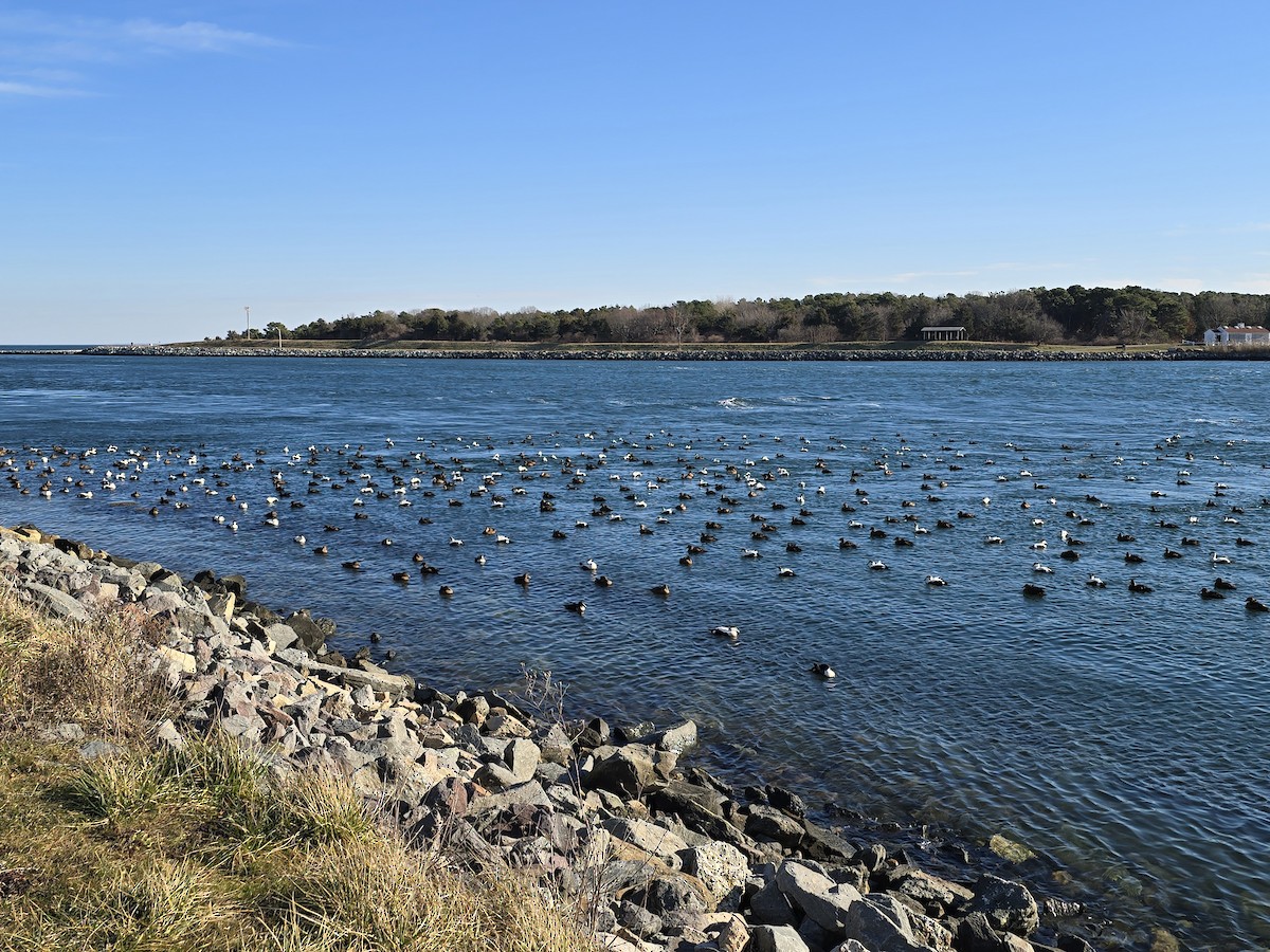 Eider à duvet - ML647314165