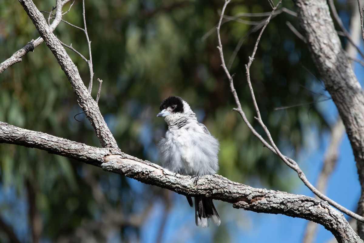 Gray Butcherbird - ML647314166