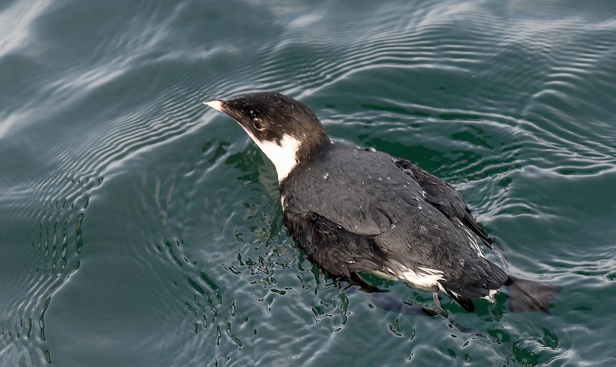 Ancient Murrelet - ML647314167