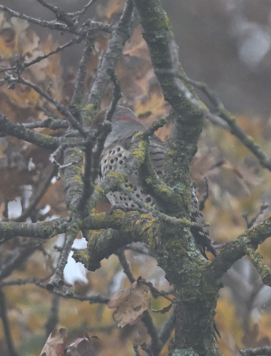 Northern Flicker (Yellow-shafted x Red-shafted) - ML647314182