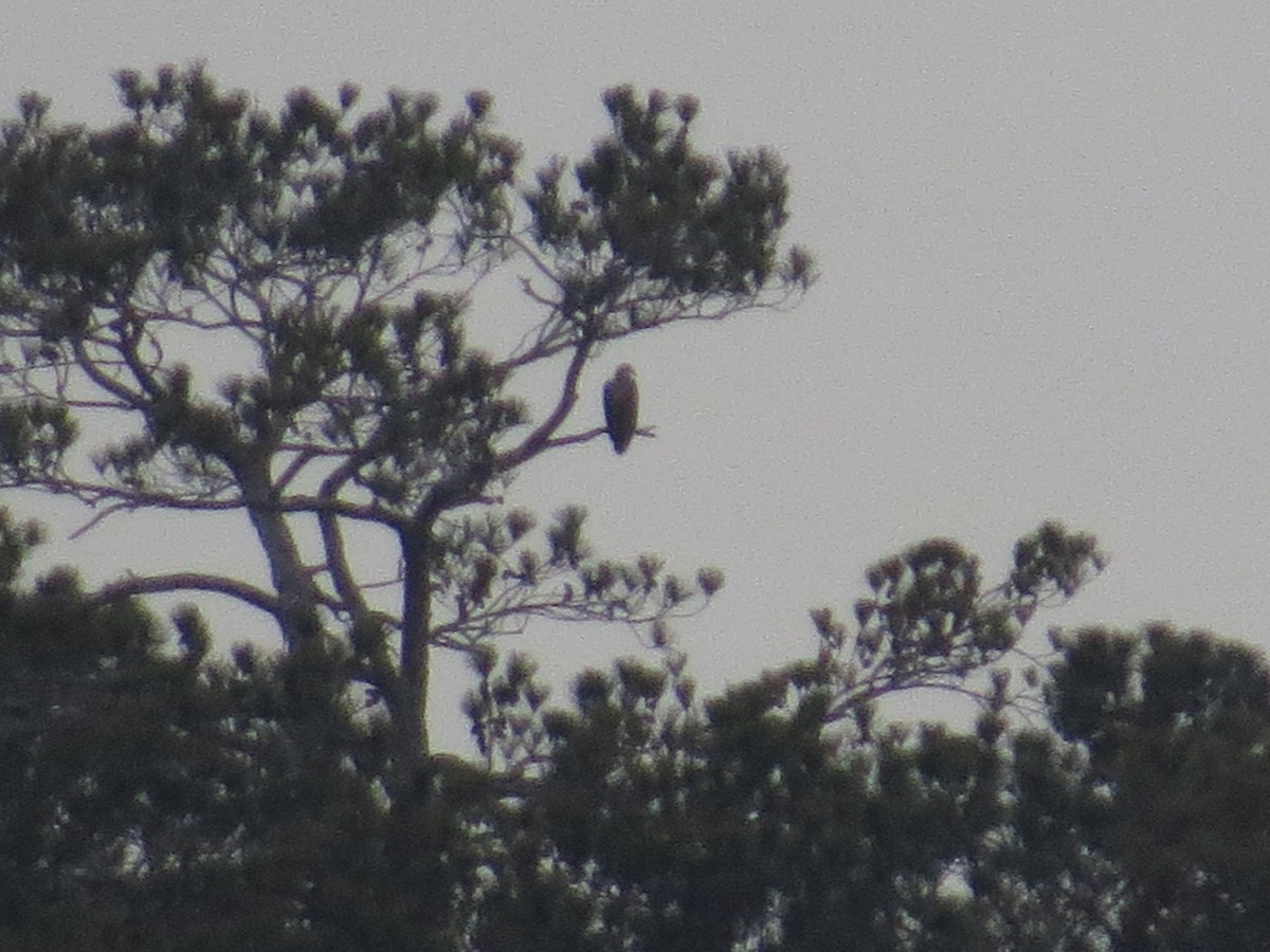 Белоголовый орлан - ML647314185