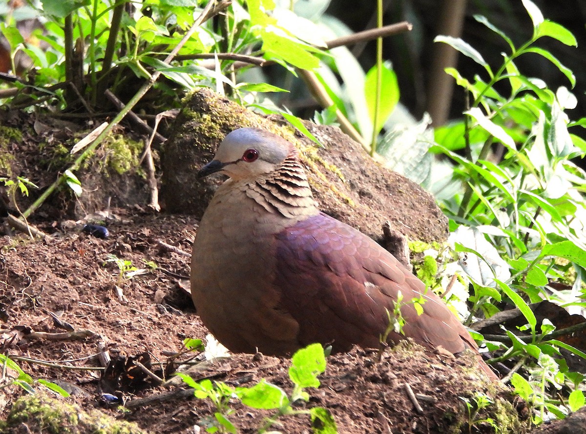 Colombe des nuages - ML647314187