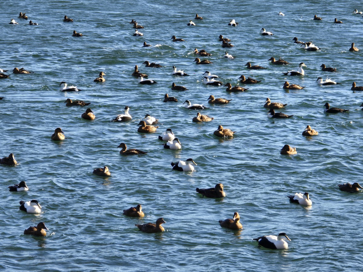 Eider à duvet - ML647314189