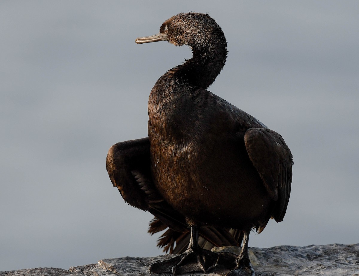 Pelagic Cormorant - ML647314190