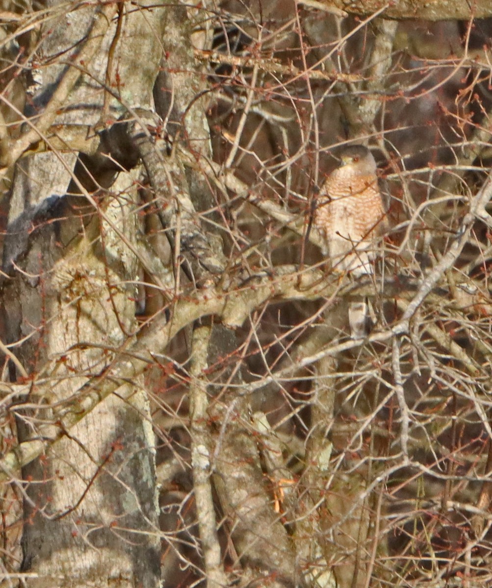 Cooper's Hawk - ML647314191