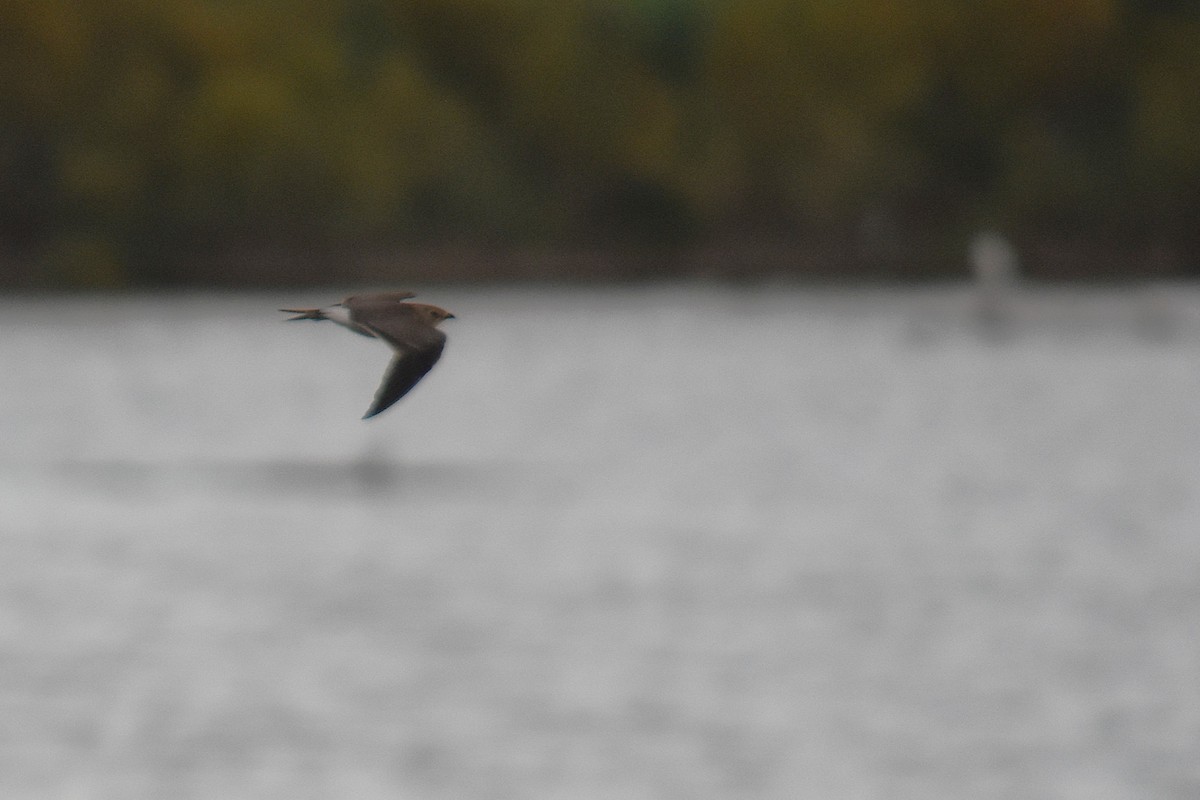 Collared Pratincole - ML647314195