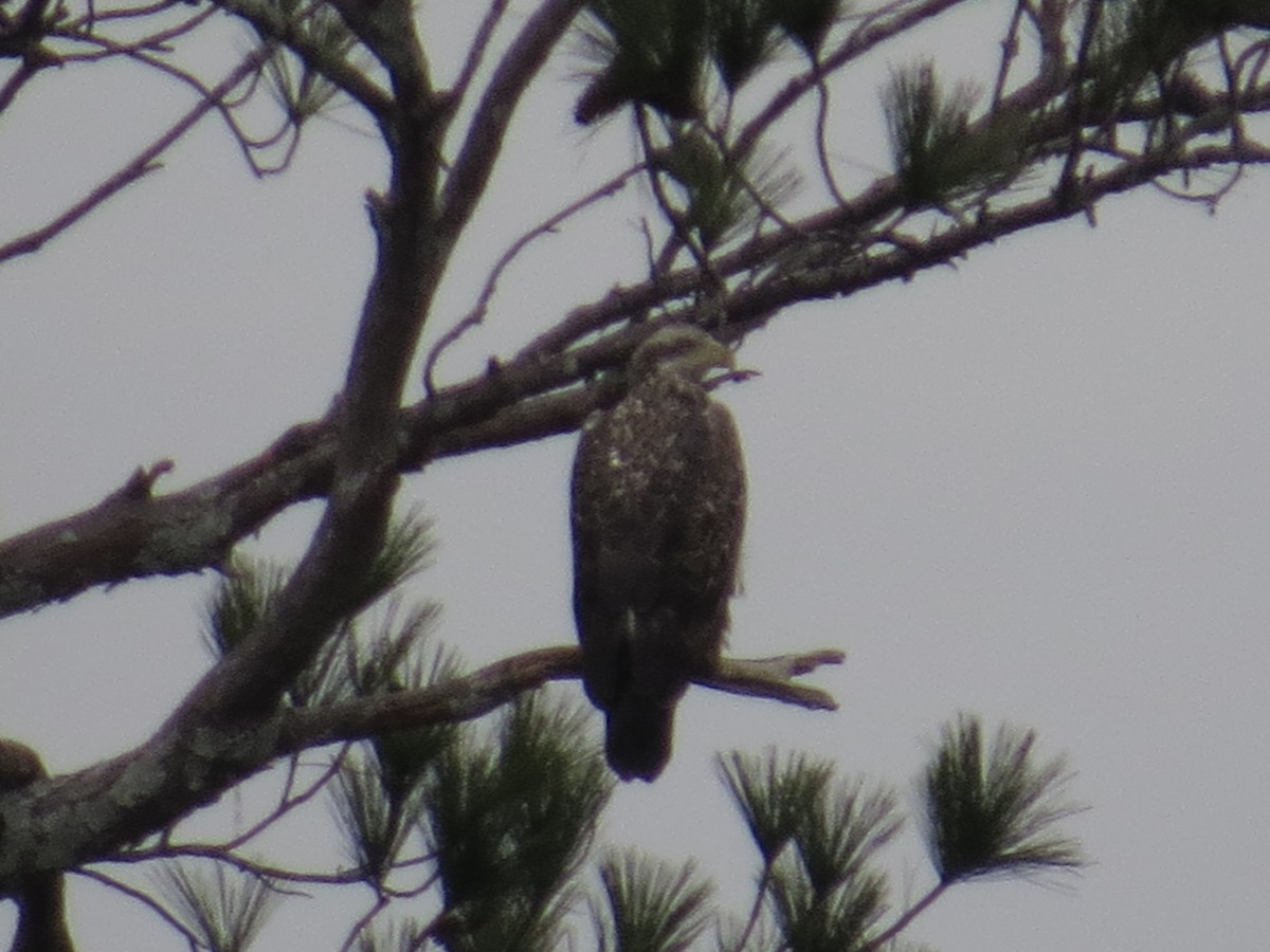 Белоголовый орлан - ML647314203