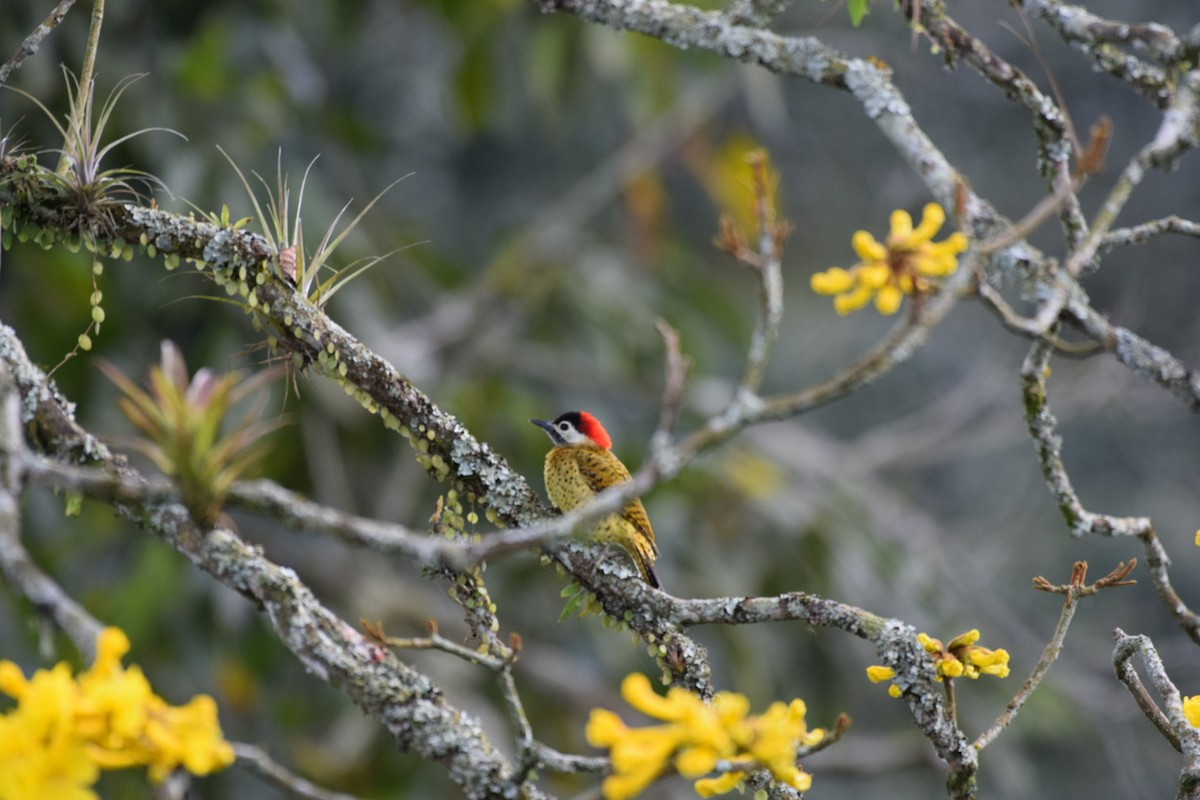 Spot-breasted Woodpecker - ML647314206