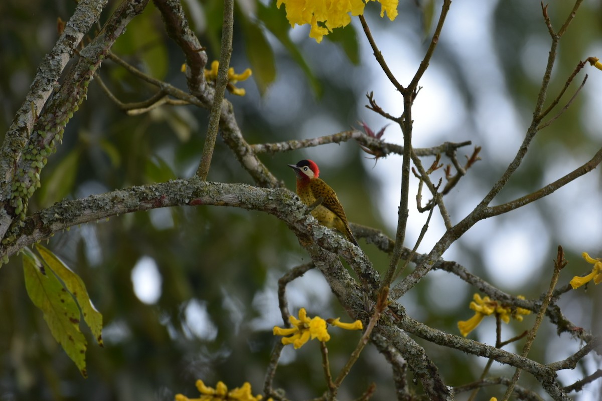 Spot-breasted Woodpecker - ML647314207