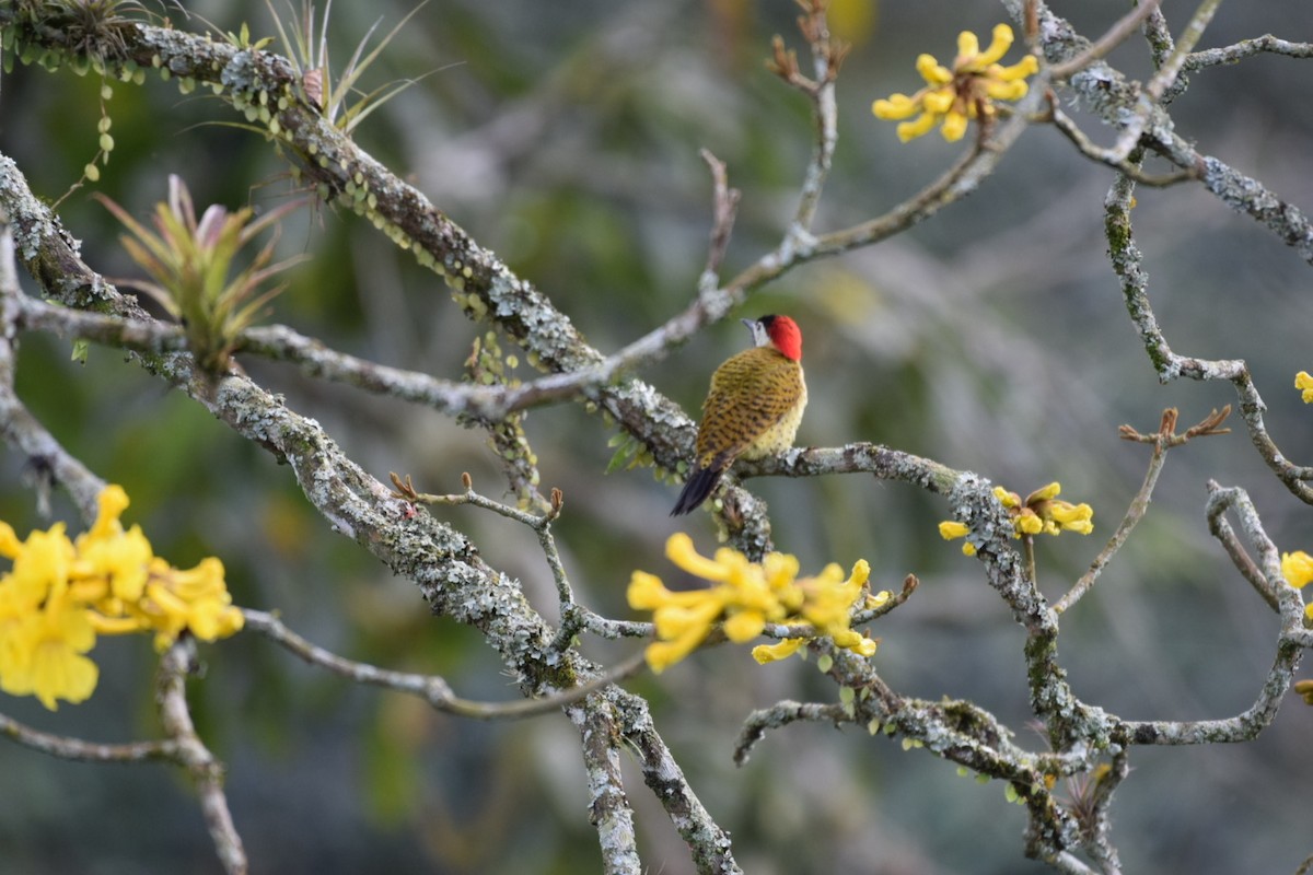 Spot-breasted Woodpecker - ML647314208