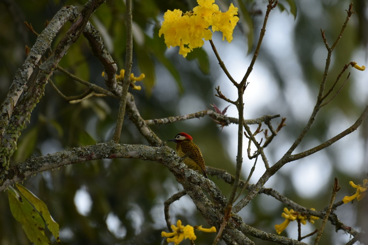 Spot-breasted Woodpecker - ML647314209