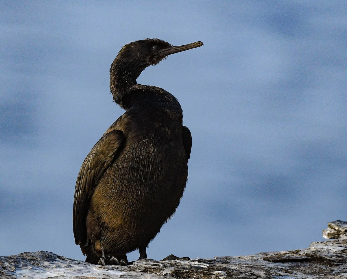 海鸕鷀 - ML647314211