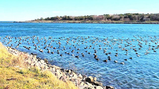 Common Eider - ML647314215