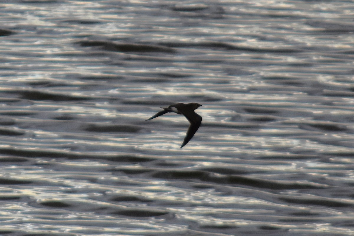 Collared Pratincole - ML647314216