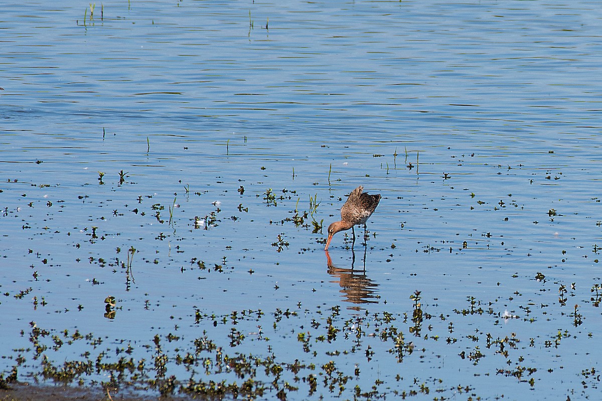 黑尾鷸 - ML647314219