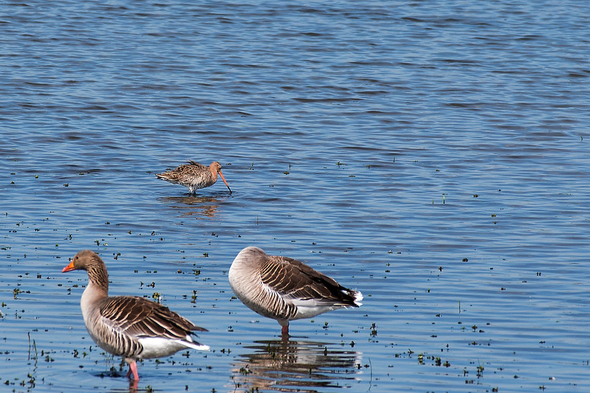 黑尾鷸 - ML647314220