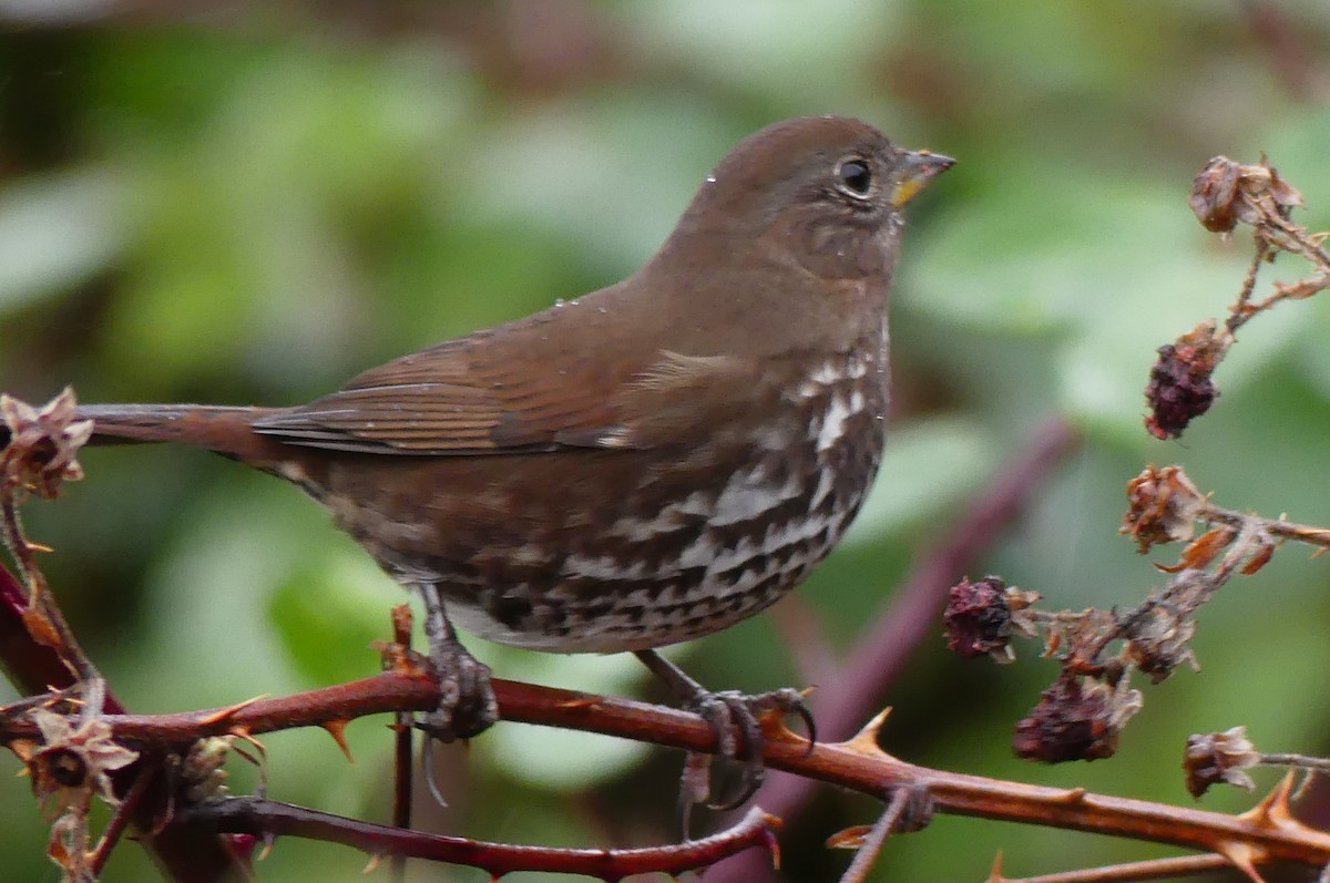 Fox Sparrow (Sooty) - ML647314222