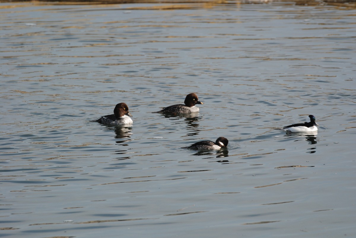 鵲鴨 - ML647314224