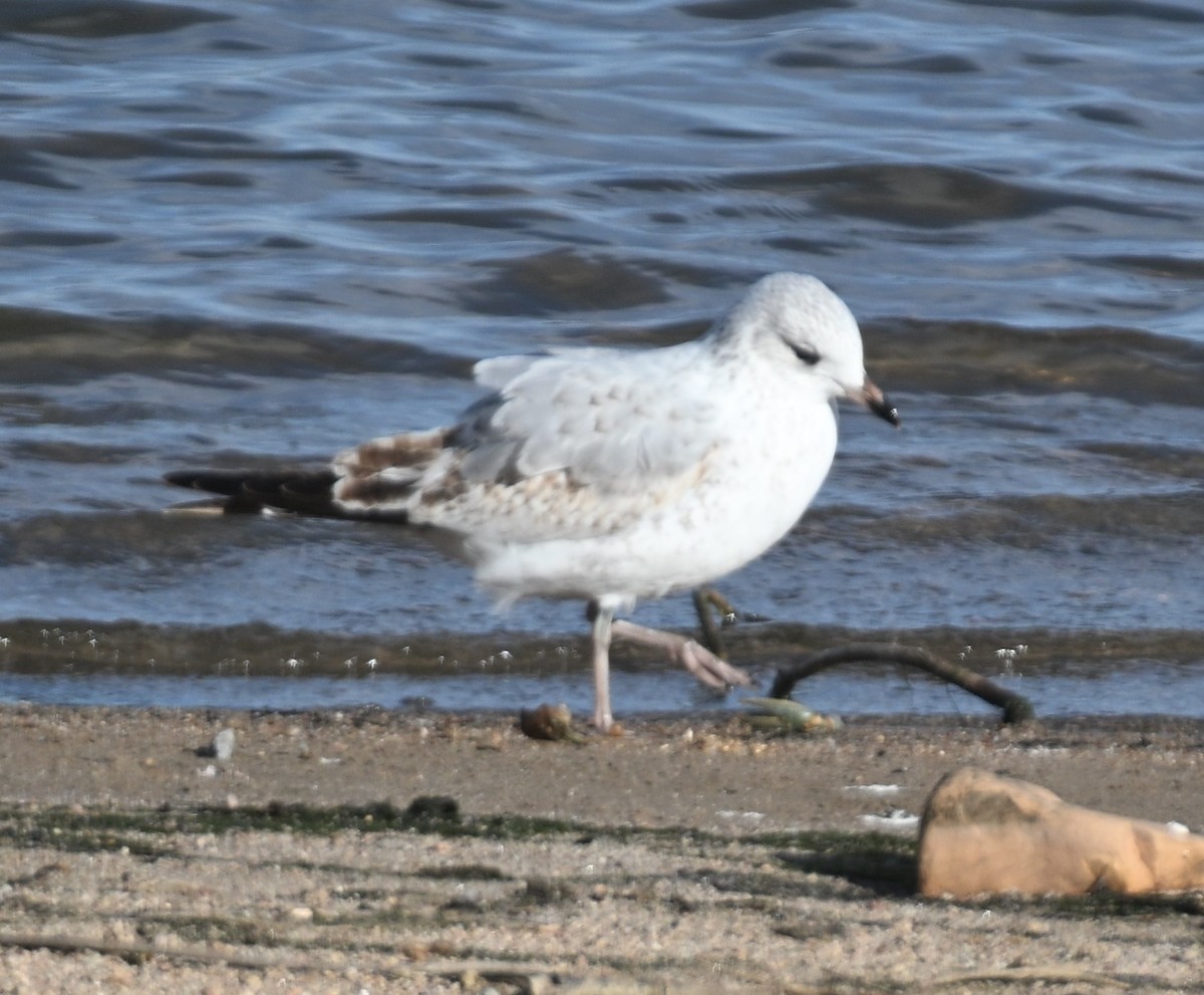 Ring-billed Gull - ML647314226