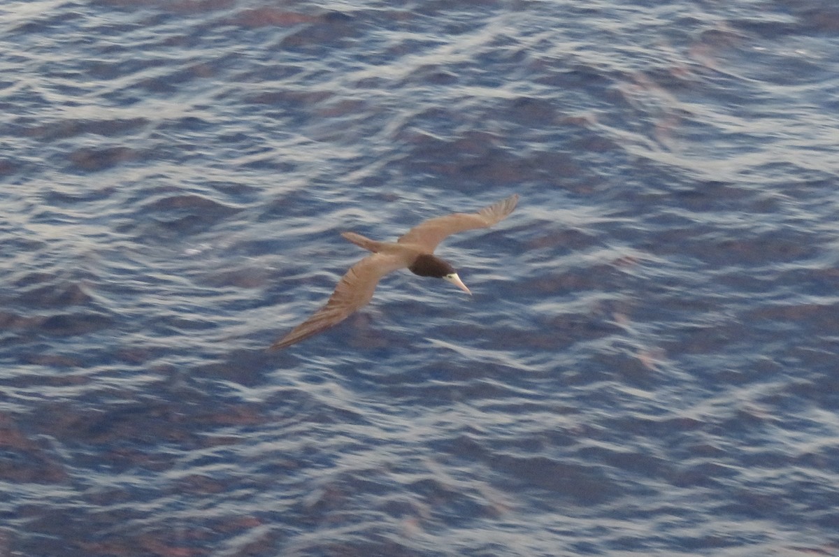 白腹鰹鳥 - ML647314227