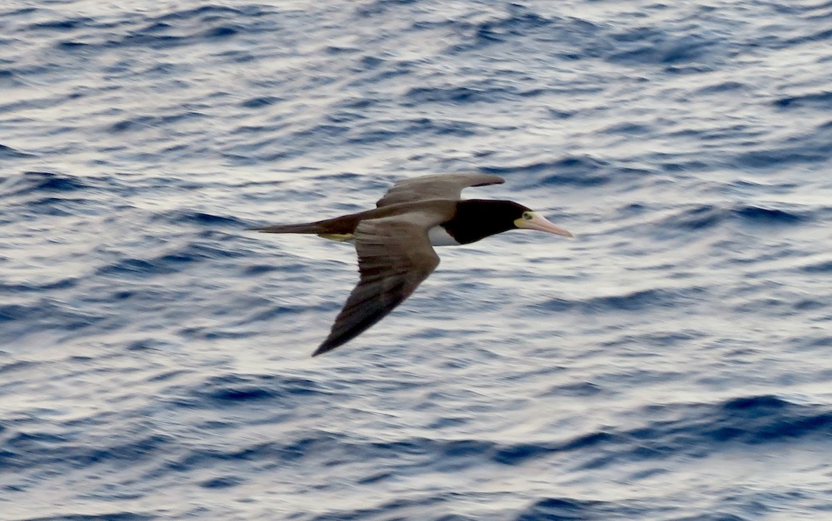 白腹鰹鳥 - ML647314229