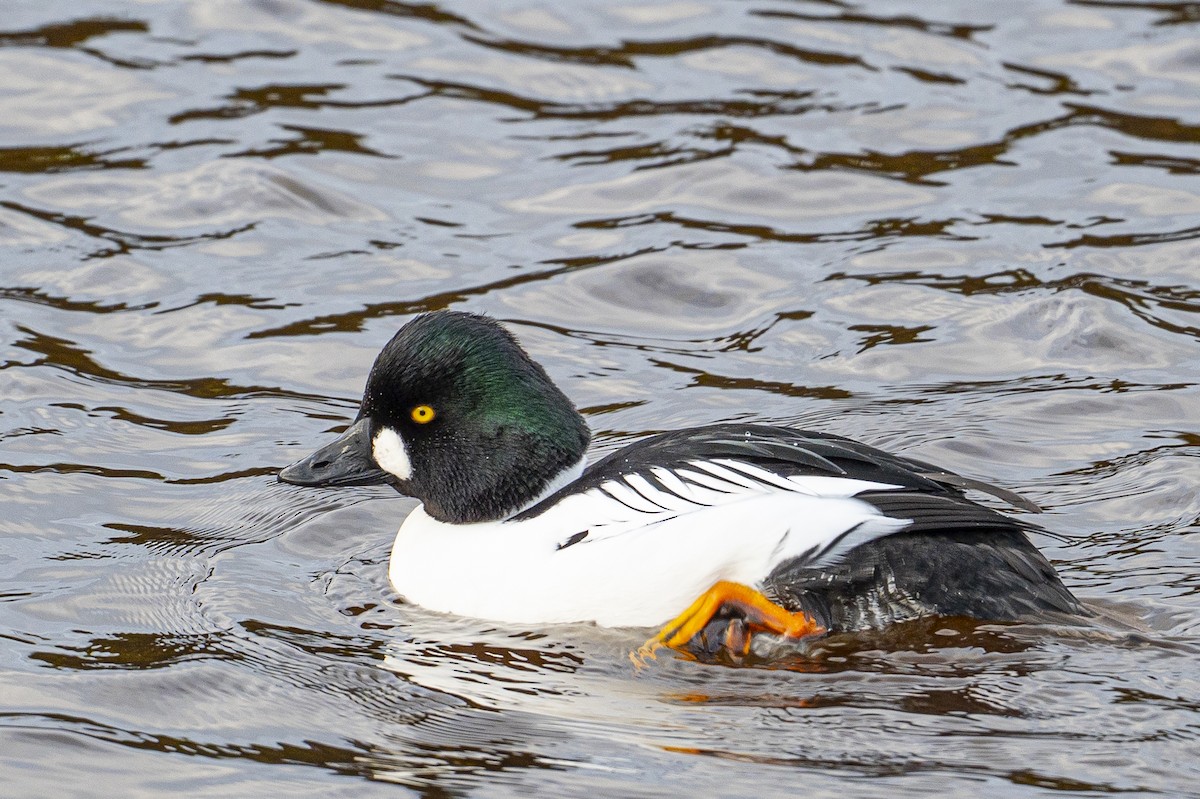 鵲鴨 - ML647314230