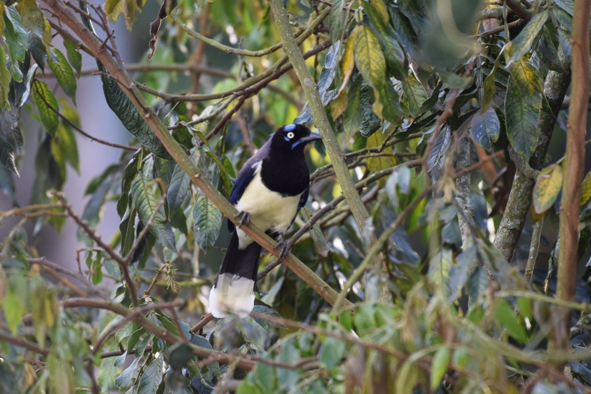 Black-chested Jay - ML647314232