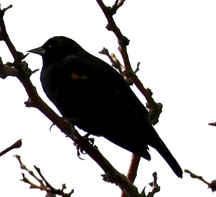 Red-winged Blackbird - ML647314235