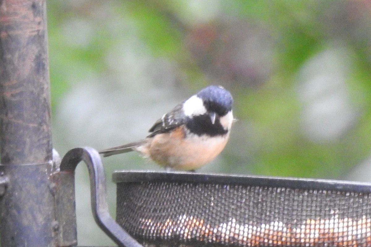 煤山雀 - ML647314236