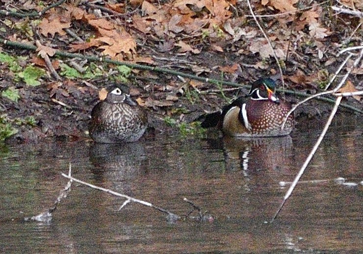 Ahate karolinarra - ML647314237