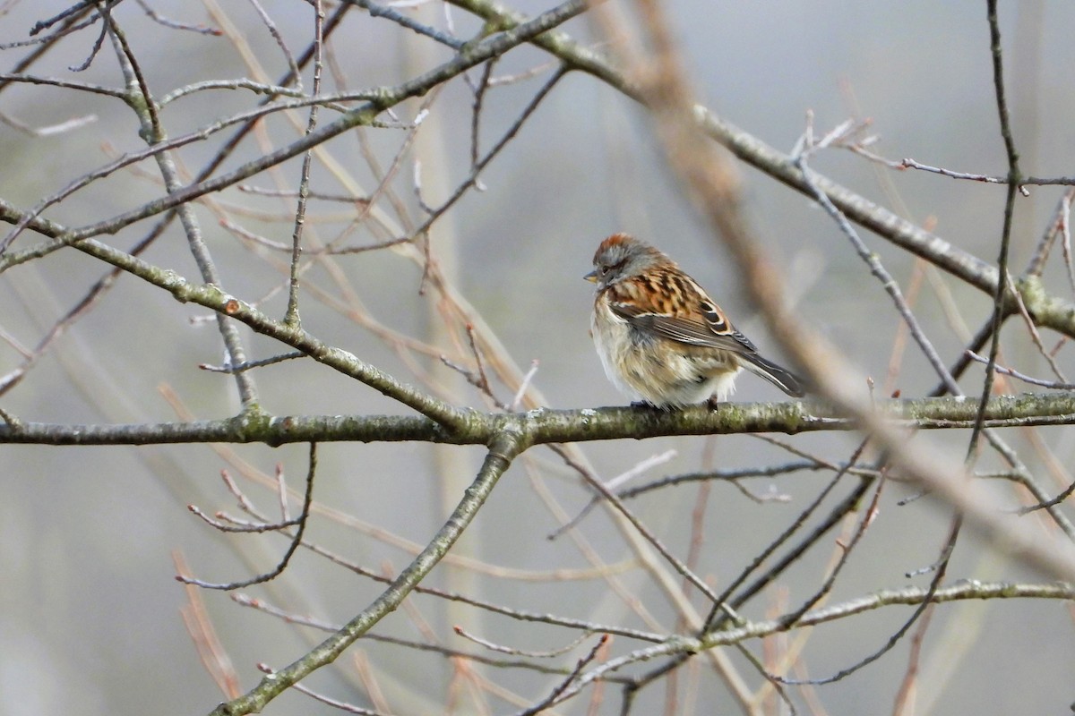 American Tree Sparrow - ML647314238