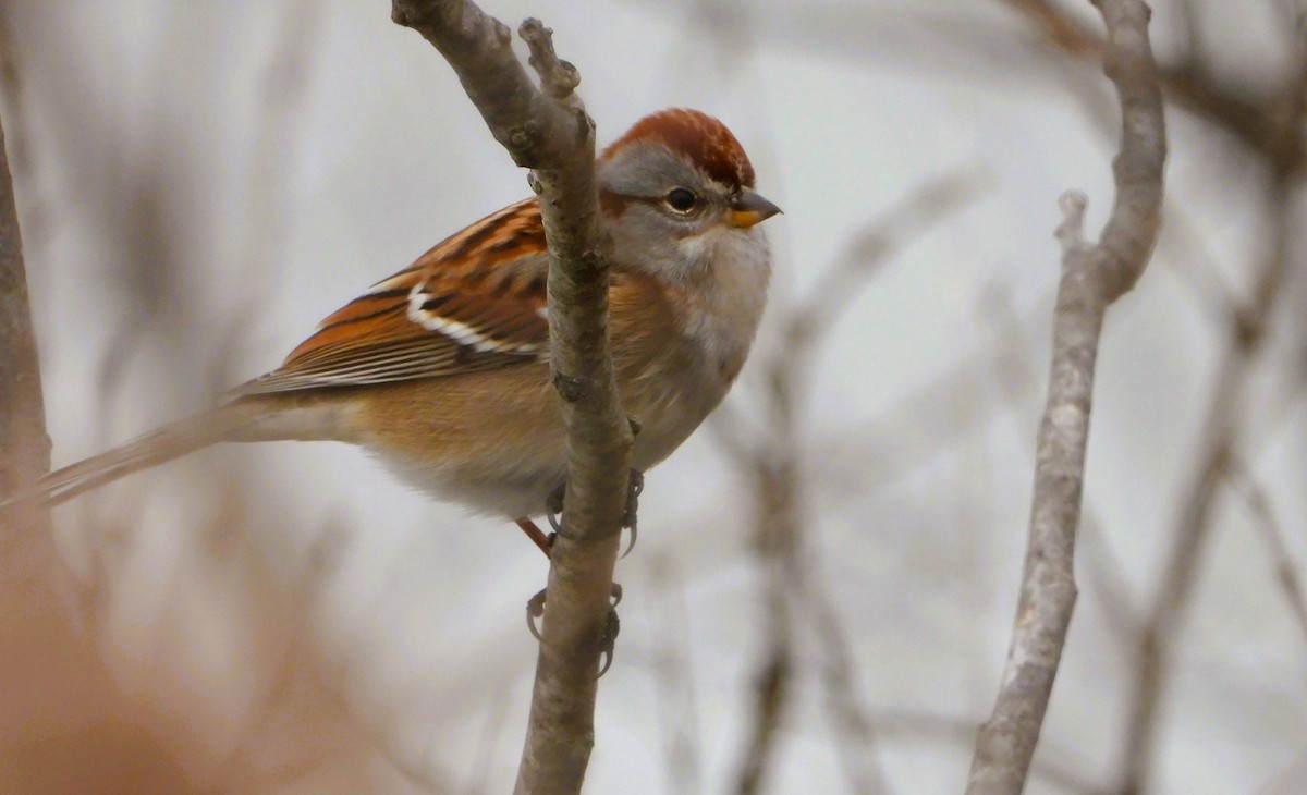 American Tree Sparrow - ML647314239