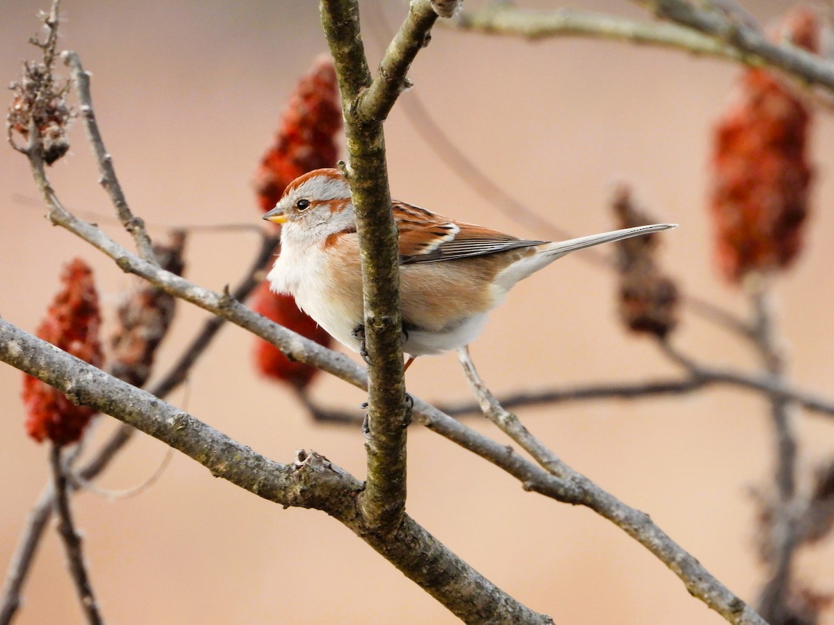 American Tree Sparrow - ML647314241