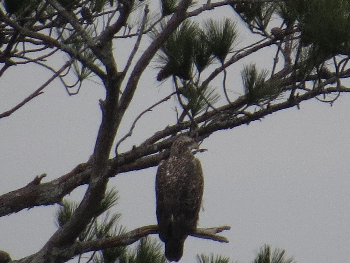 Белоголовый орлан - ML647314243