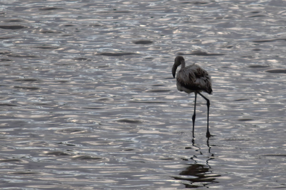 大紅鸛 - ML647314245