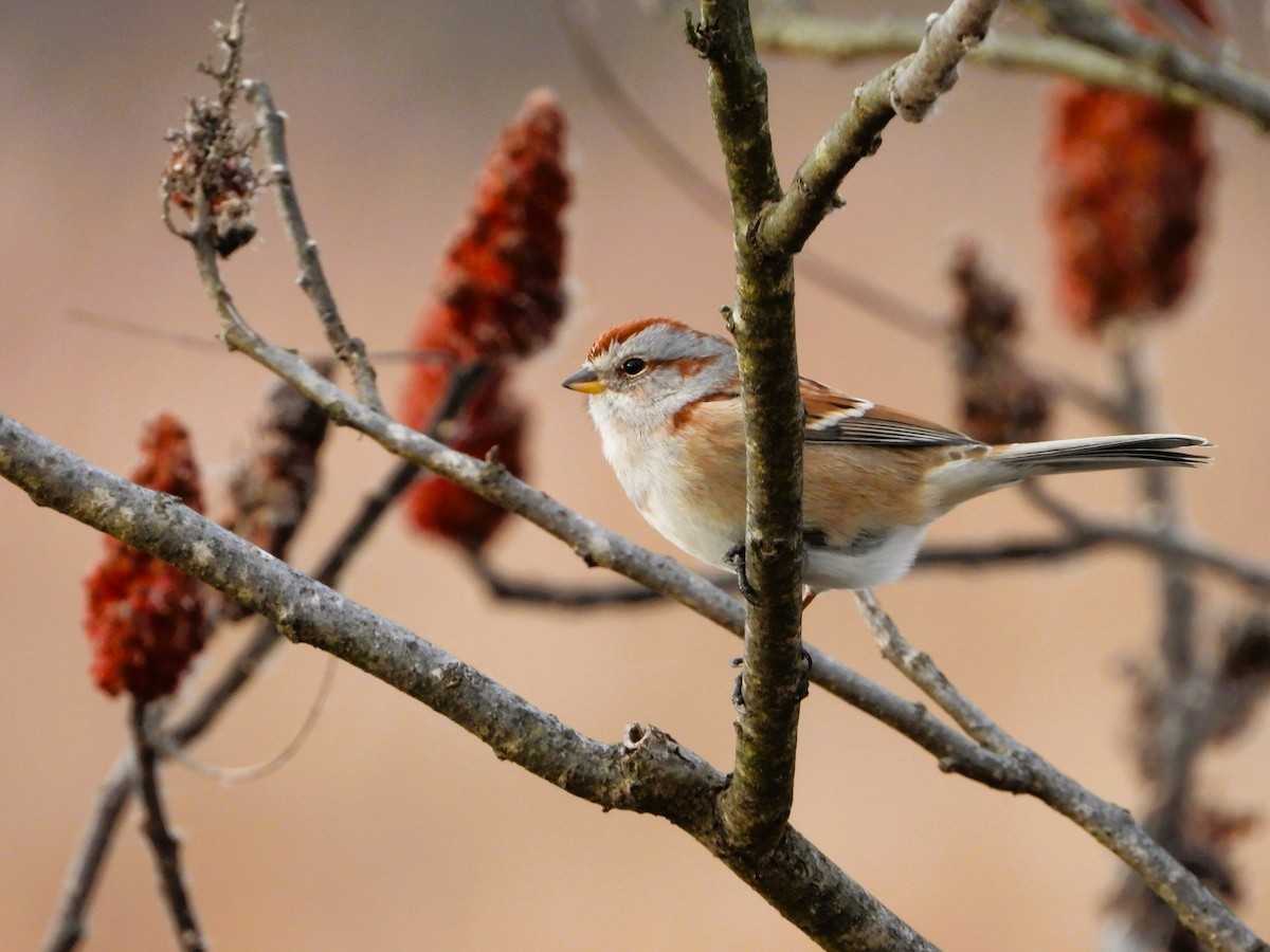 American Tree Sparrow - ML647314246