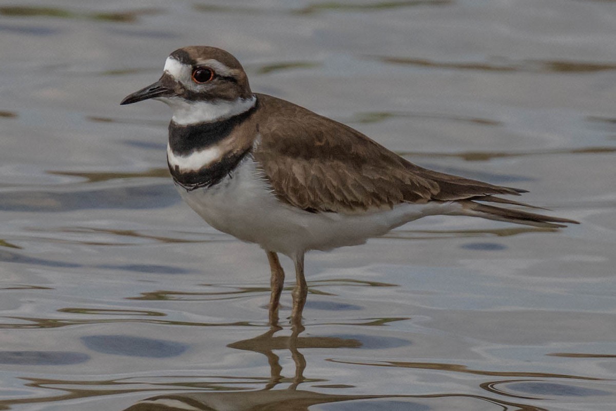 Killdeer - ML647314249