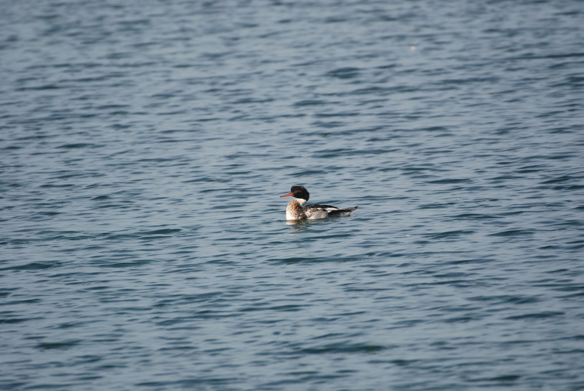 Red-breasted Merganser - ML647314255