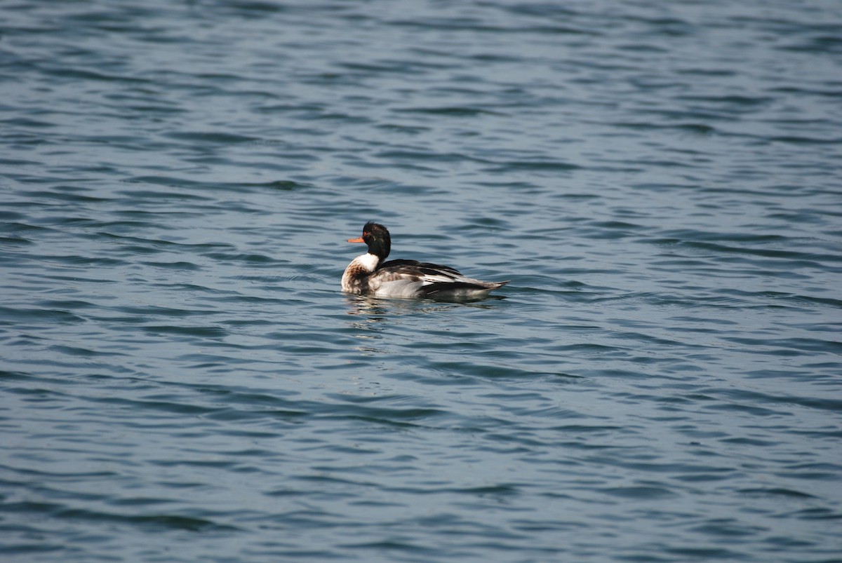 Red-breasted Merganser - ML647314257