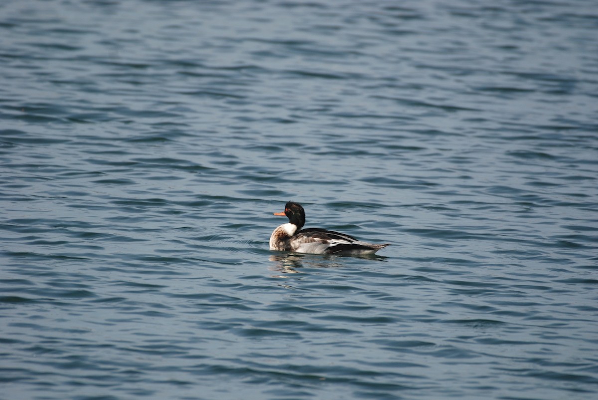 Red-breasted Merganser - ML647314258