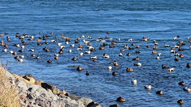 אדרית שחורת-כיפה - ML647314263