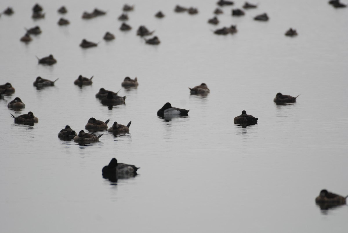 Ruddy Duck - ML647314274