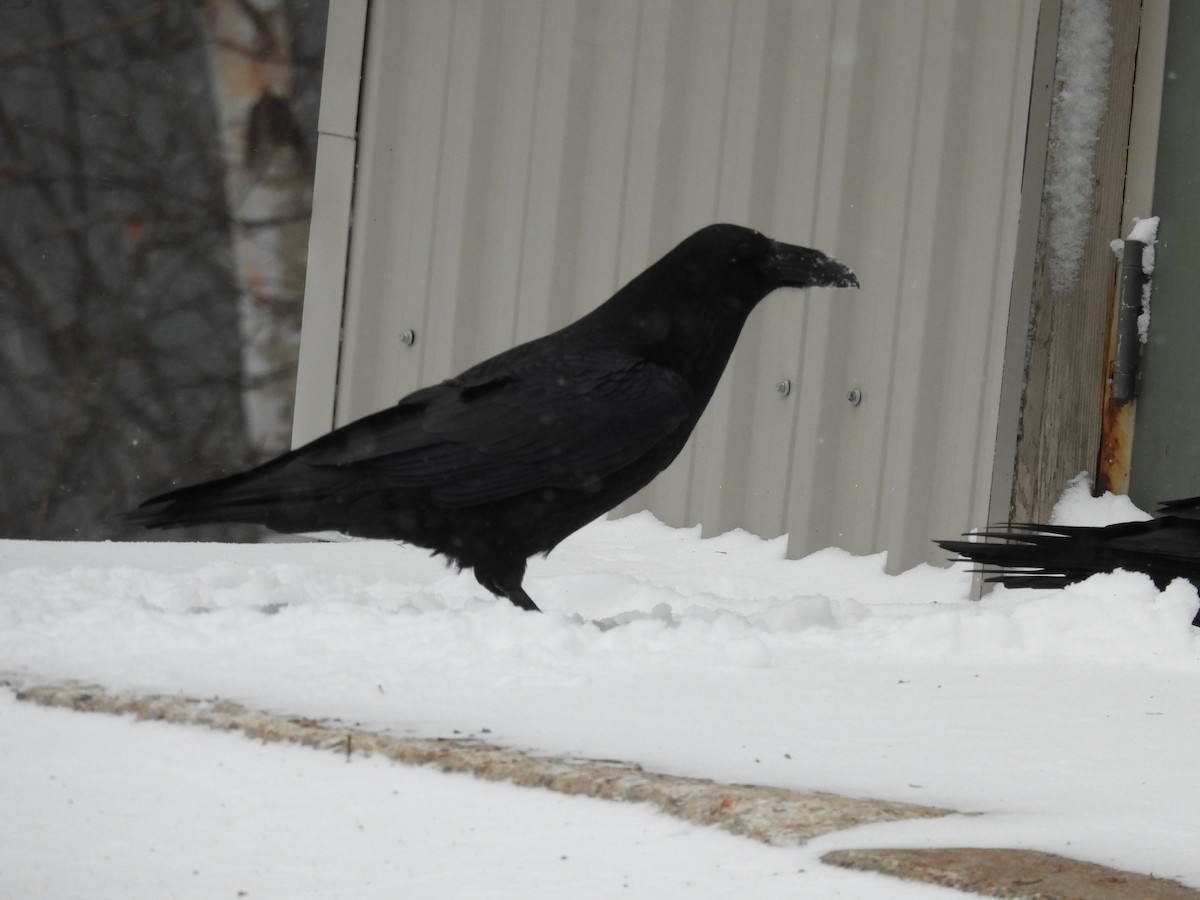 Cuervo Grande - ML647314276