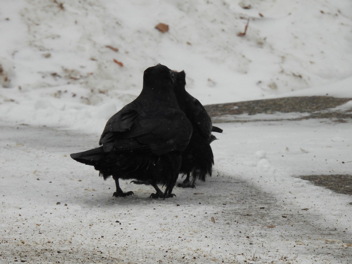 Cuervo Grande - ML647314277