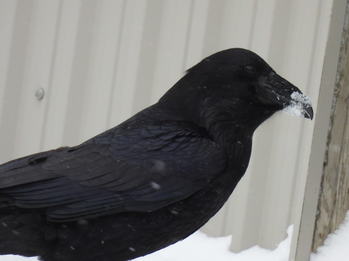 Cuervo Grande - ML647314280